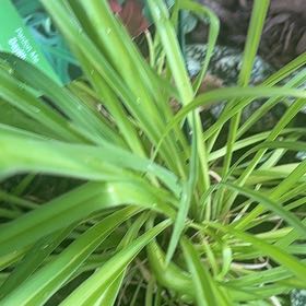 Photo of the plant species Mother's Day Lily by @PluckyLantana named Captain Plant-it on Greg, the plant care app