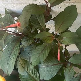 Photo of the plant species Fuschia Triphylla by @PluckyLantana named Kylie on Greg, the plant care app