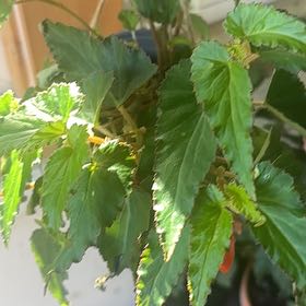 Photo of the plant species Begonia boliviensis by @PluckyLantana named Gobi on Greg, the plant care app
