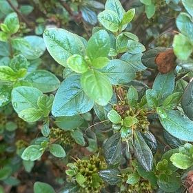 Photo of the plant species Azalea by @PluckyLantana named Wall-E on Greg, the plant care app