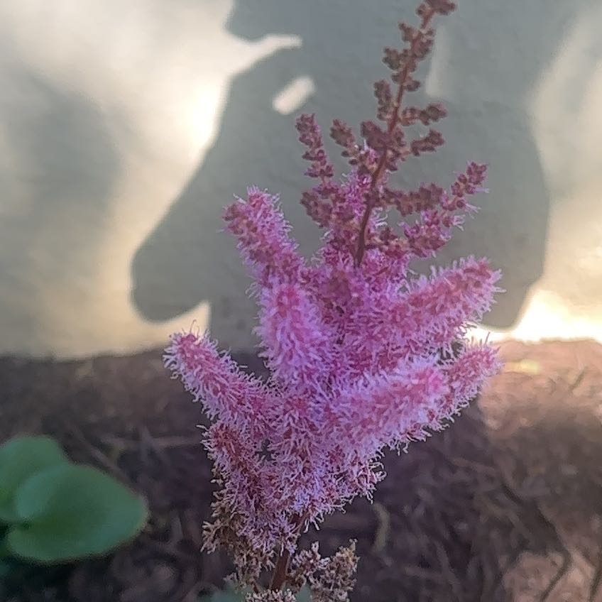 Photo of the plant species Chinese Astilbe by @PluckyLantana named Kesha on Greg, the plant care app