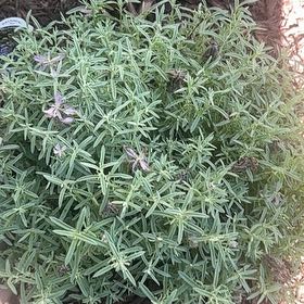 Plant care for Lavender on Greg, the plant care app