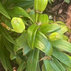 Photo of the plant species Lilium 'Lodi' by @PluckyLantana named Naomi on Greg, the plant care app