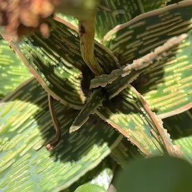 Photo of the plant species Putty Root by @NiceChelseahoya named Madonna on Greg, the plant care app
