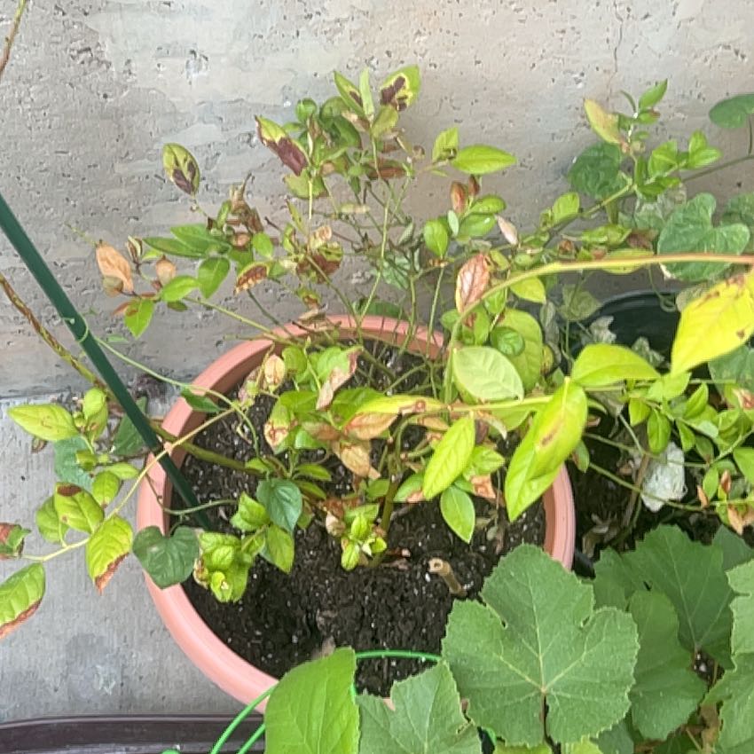 Photo of the plant species Blueberry by @HumbleCidergum named Cleopatra on Greg, the plant care app