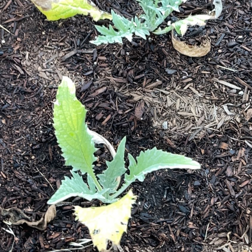 Photo of the plant species Globe Artichoke by @ZippyRosebush named Gomez on Greg, the plant care app