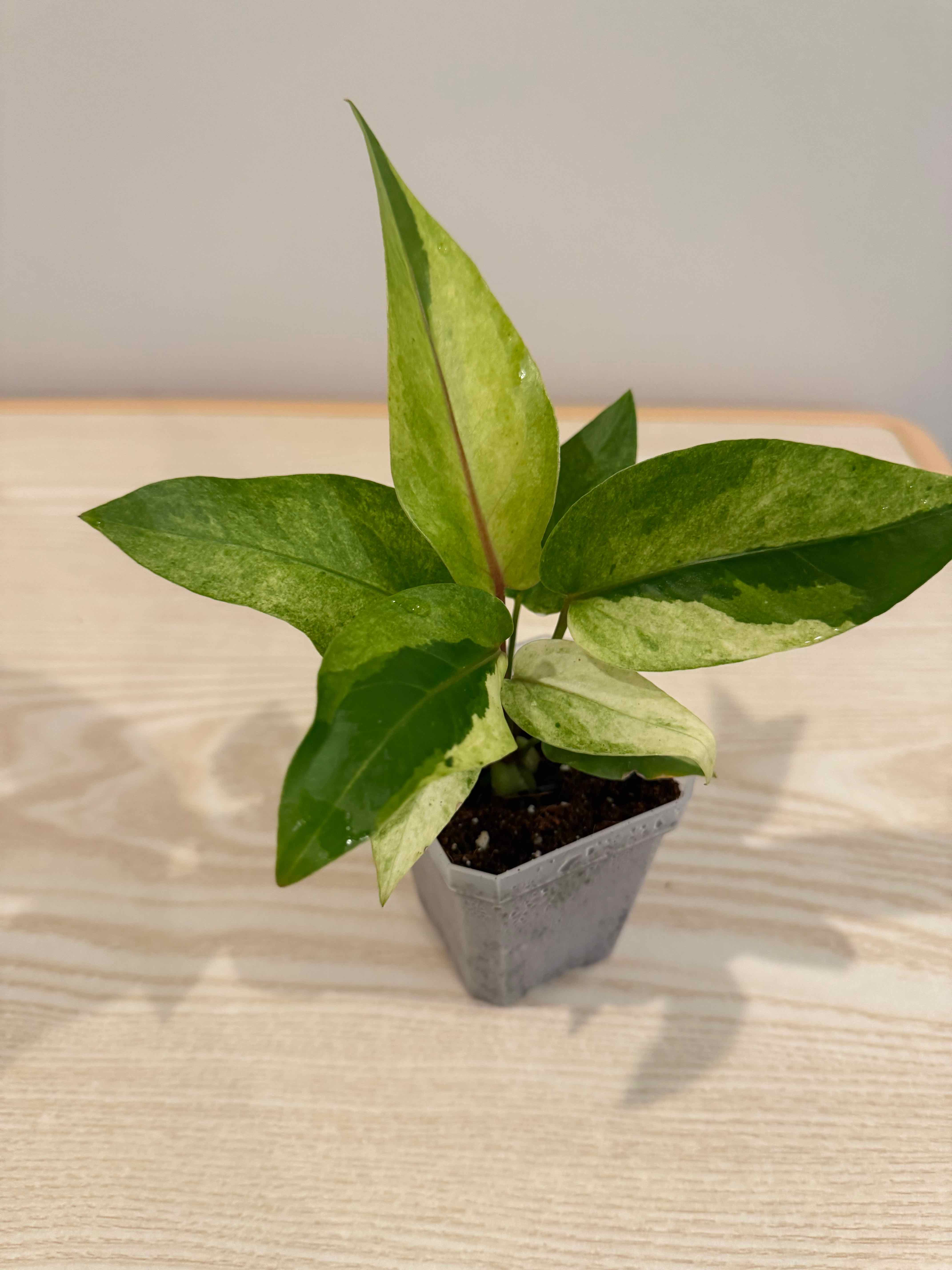 Photo of the plant species Philodendron Xanadu by @AboundingPlain named Einstein on Greg, the plant care app