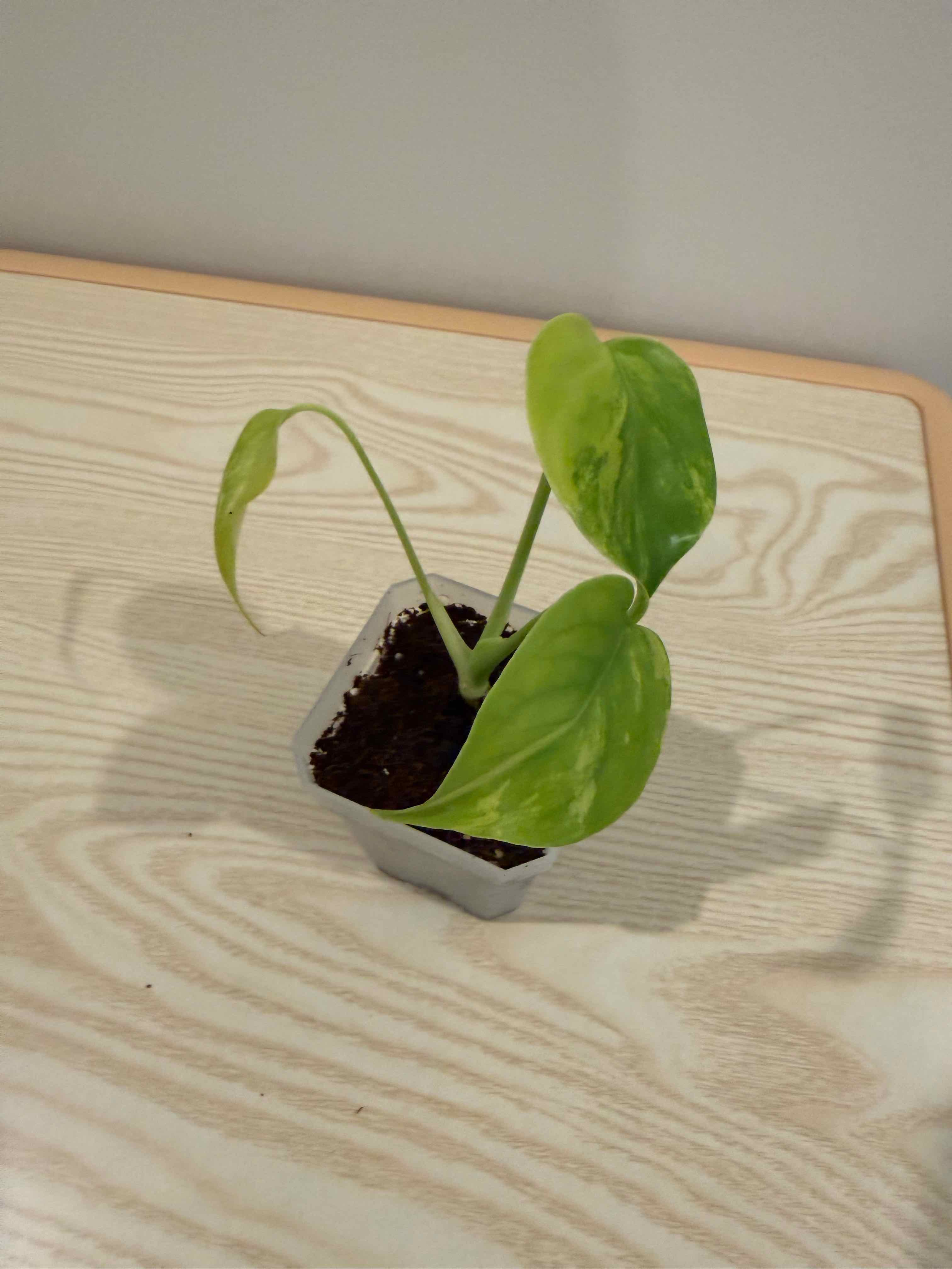 Photo of the plant species Monstera 'Yellow Marilyn' by @AboundingPlain named Prince on Greg, the plant care app