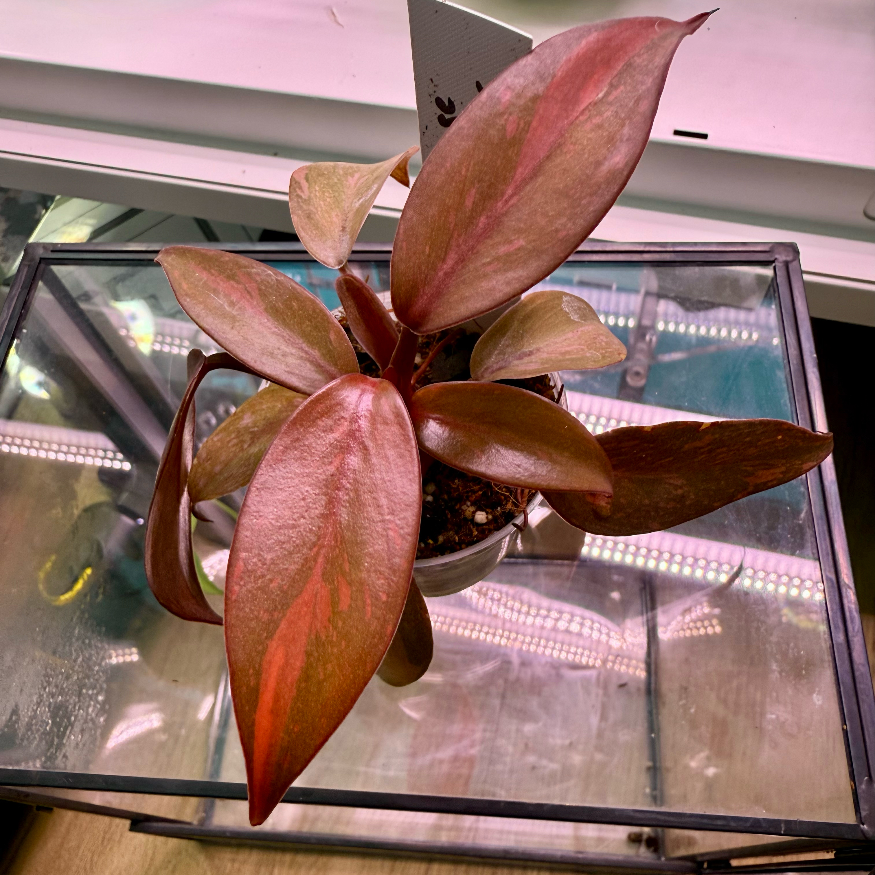 Photo of the plant species Philodendron 'Orange Princess' by @AboundingPlain named Huckleberry Fern on Greg, the plant care app