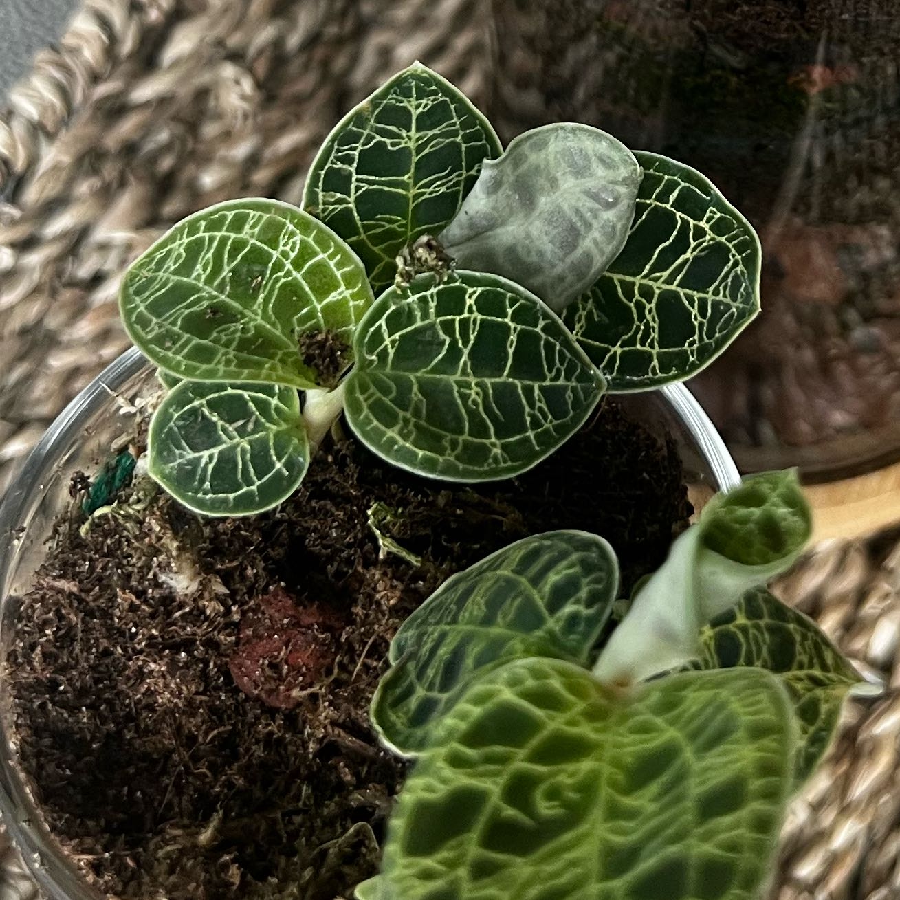 How Do I Propagate My Downy Rattlesnake Plantain?