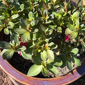 Photo of the plant species Azalea by @LordSnowywaxcap named Muhammad Ali on Greg, the plant care app