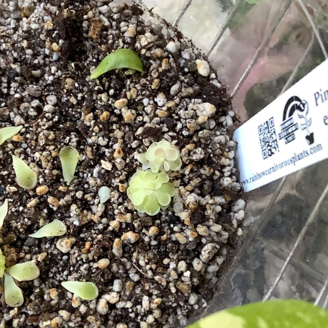 Photo of the plant species Mexican Butterwort by @AwaitedEmerald named Ronaldo on Greg, the plant care app