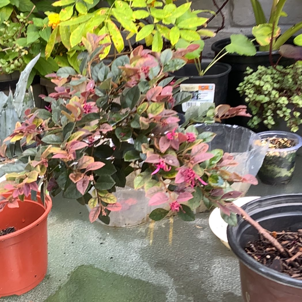 Photo of the plant species Pink Purple Daydream by @AwaitedEmerald named Aria on Greg, the plant care app