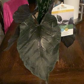 Photo of the plant species Alocasia Antoro Velvet by @AwaitedEmerald named Harry on Greg, the plant care app