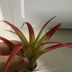 Photo of the plant species Red Tillandsia Air Plant by @AwaitedEmerald named Foxxy on Greg, the plant care app