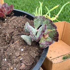 Photo of the plant species Calico Hearts by @AwaitedEmerald named Remington on Greg, the plant care app