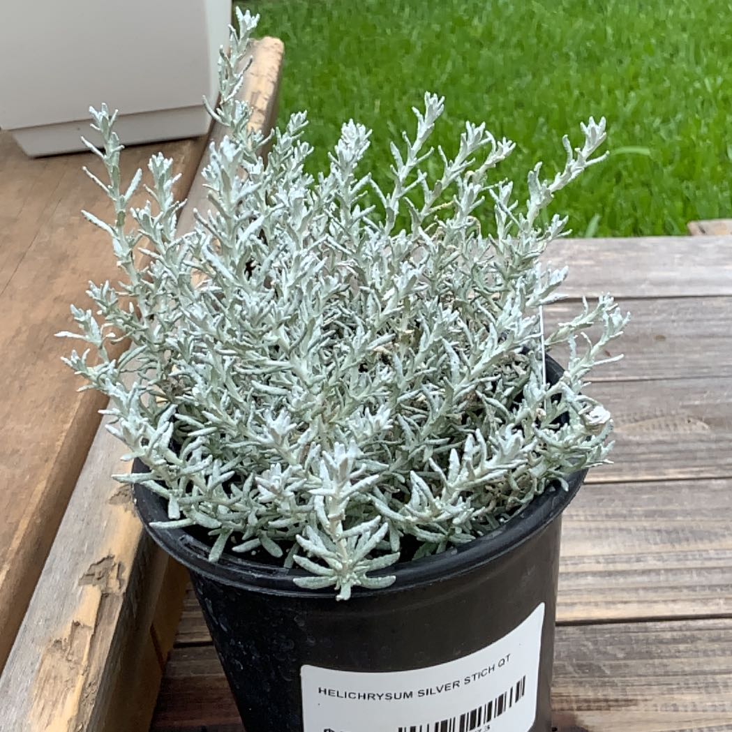 Photo of the plant species Curry Plant 'Silver Stitch' by @AwaitedEmerald named Coco on Greg, the plant care app