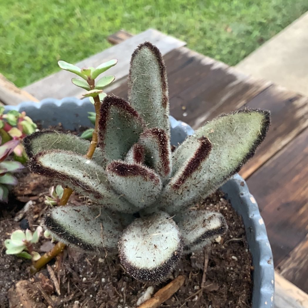 Photo of the plant species Black Tie Panda Plant by @AwaitedEmerald named Dolores on Greg, the plant care app