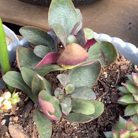 Photo of the plant species Crassula multicava 'Bleeding Heart' by @AwaitedEmerald named Harmony on Greg, the plant care app
