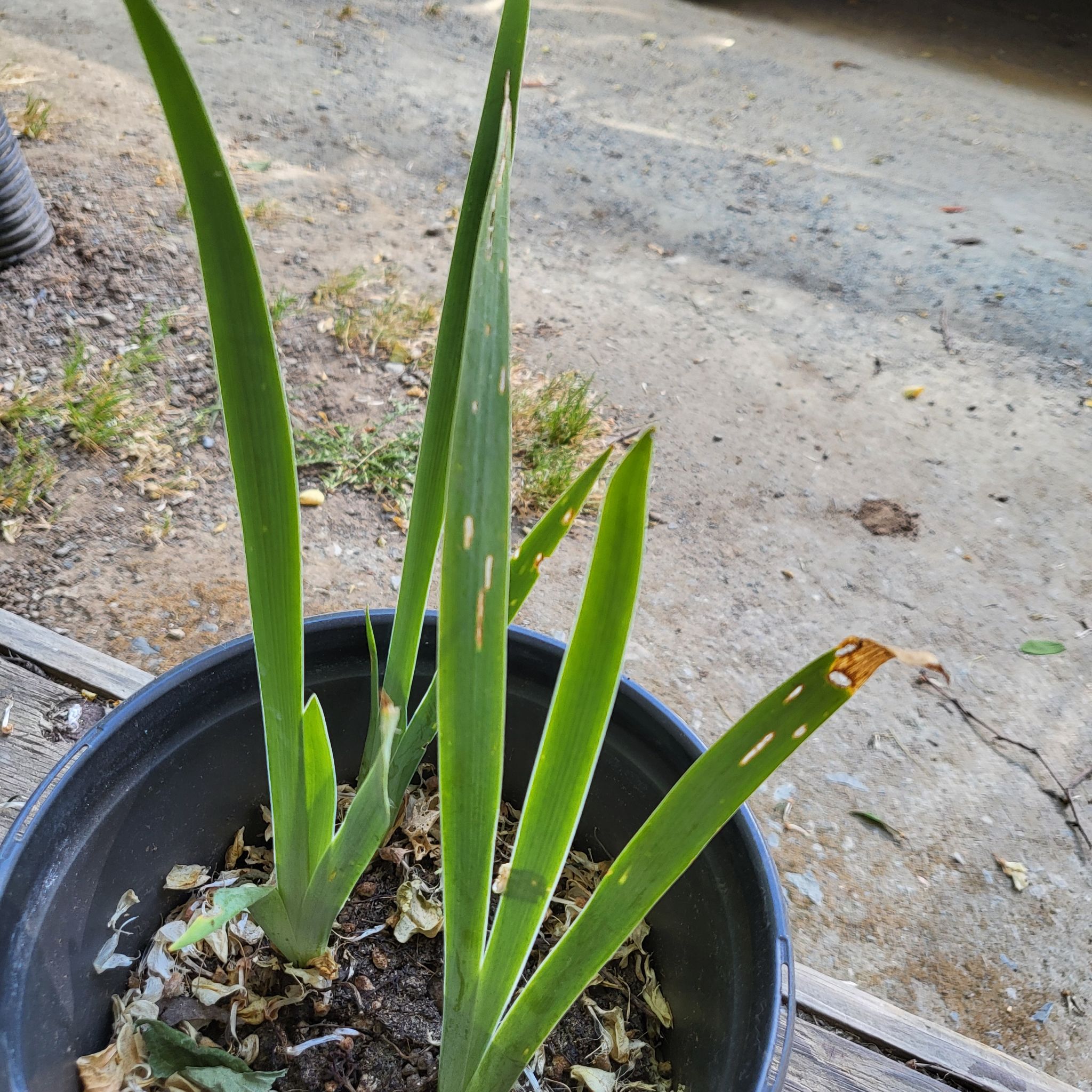 Photo of the plant species Giant Blue Iris by @KineticKiwi named Stella on Greg, the plant care app