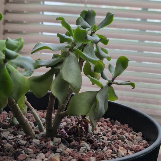 Photo of the plant species Curly Jade Succulent by @FamousGreenice named Terra on Greg, the plant care app