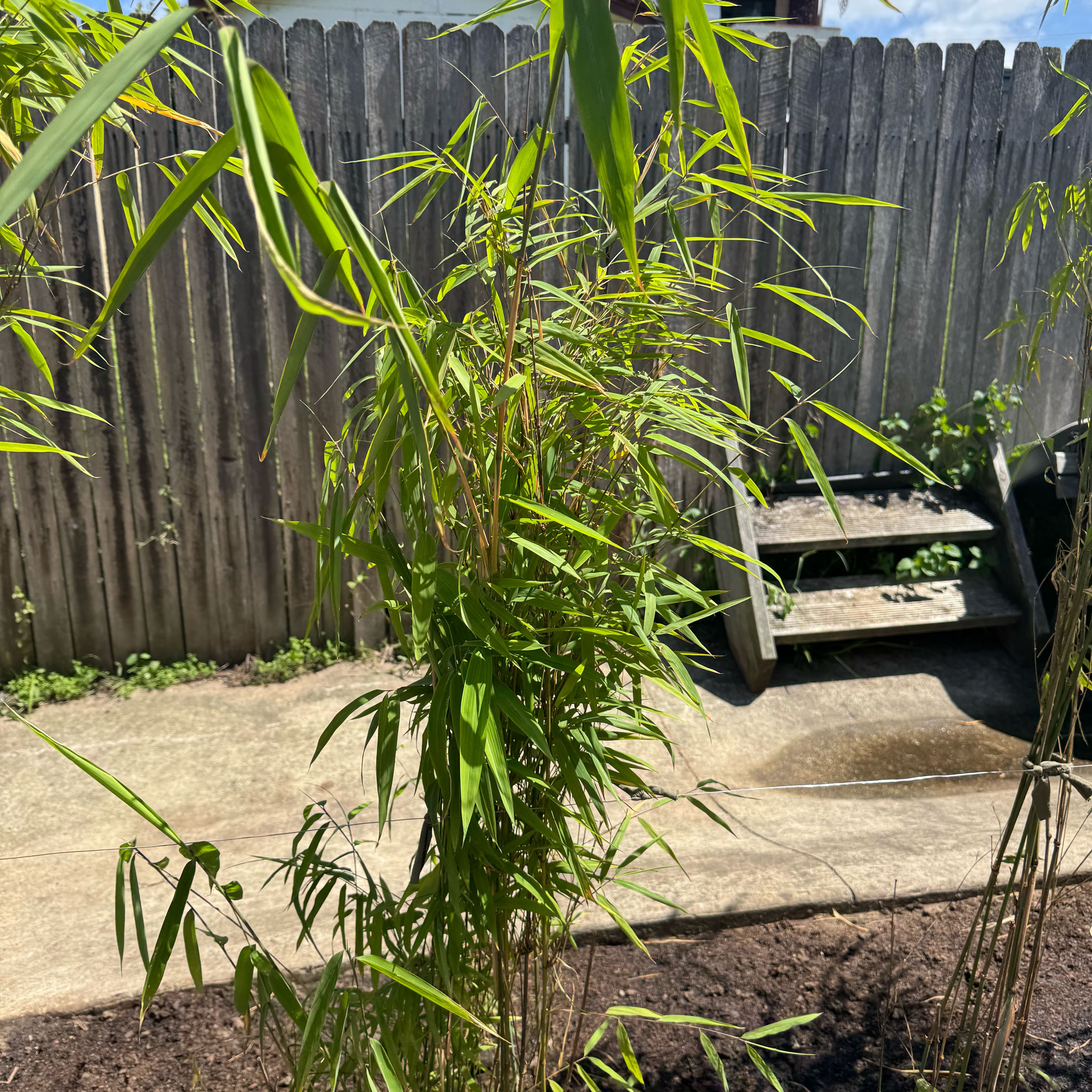 Photo of the plant species Nepalese Bamboo by @PeachyWateroak named Walt on Greg, the plant care app