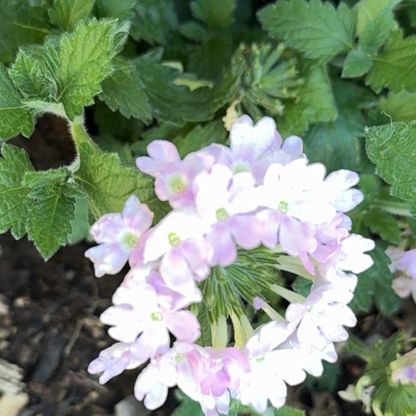Photo of the plant species Goodding's Verbena by @FocusedCapsicum named Sproutacus on Greg, the plant care app