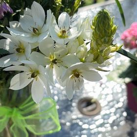 Photo of the plant species Cape-Lily by @FocusedCapsicum named Messi on Greg, the plant care app