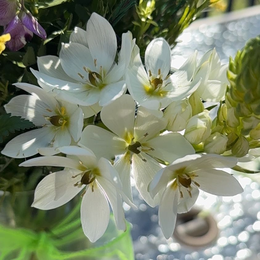 Photo of the plant species Star of Bethlehem by @FocusedCapsicum named Gates on Greg, the plant care app