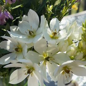 Photo of the plant species Cape-Lily by @FocusedCapsicum named LiloStitch on Greg, the plant care app