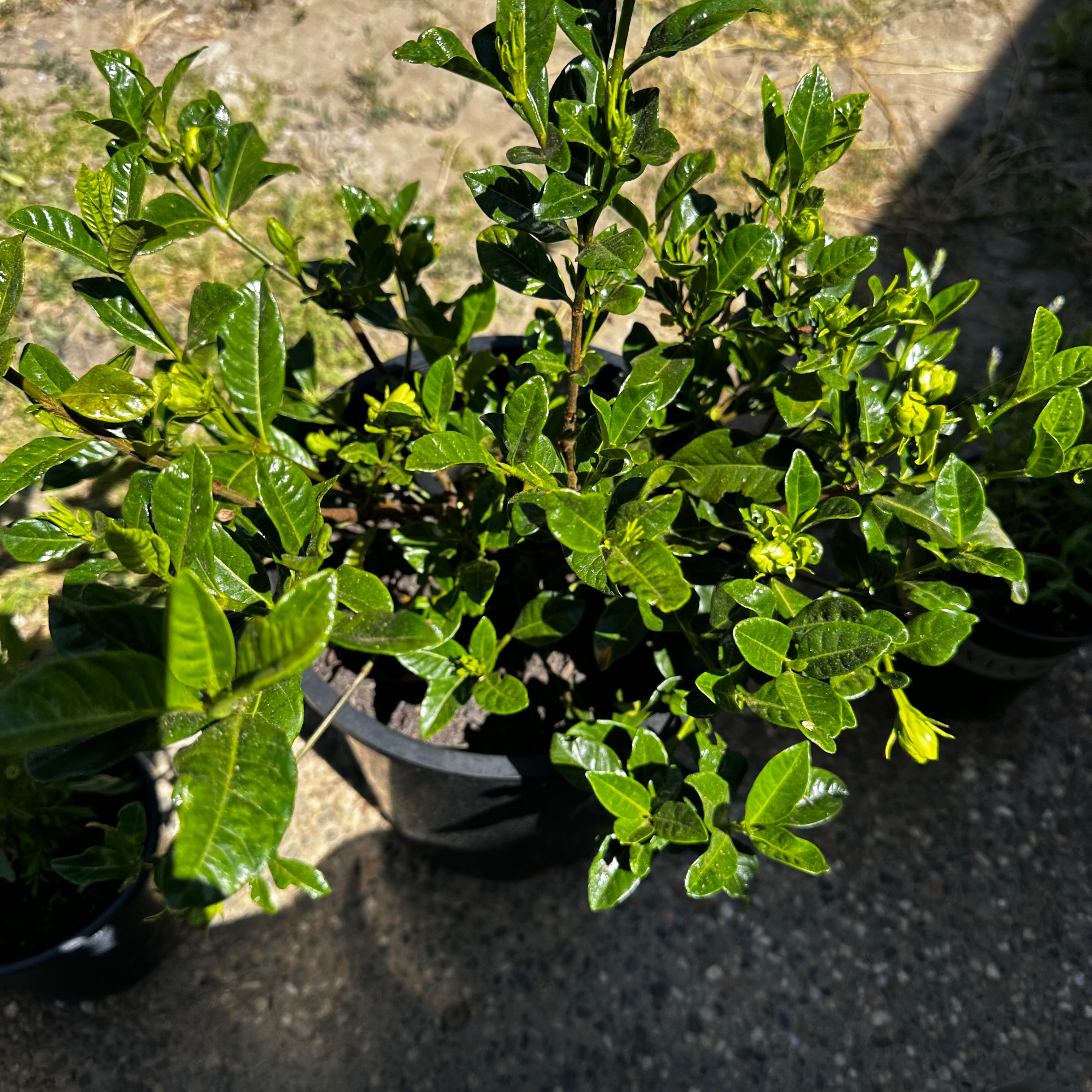 Photo of the plant species Everblooming Gardenia by @ChloeJasmine named Junia (Single Child) on Greg, the plant care app