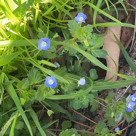 Photo of the plant species Birdeye Speedwell by @LargeSacahuista named Hamilton on Greg, the plant care app