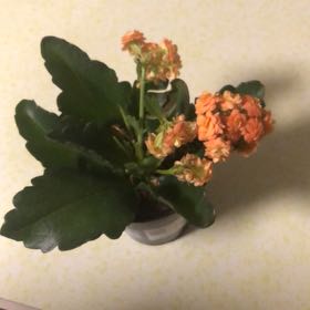 Photo of the plant species AGNES ORANGE by @AffableHopsedge named Bella on Greg, the plant care app