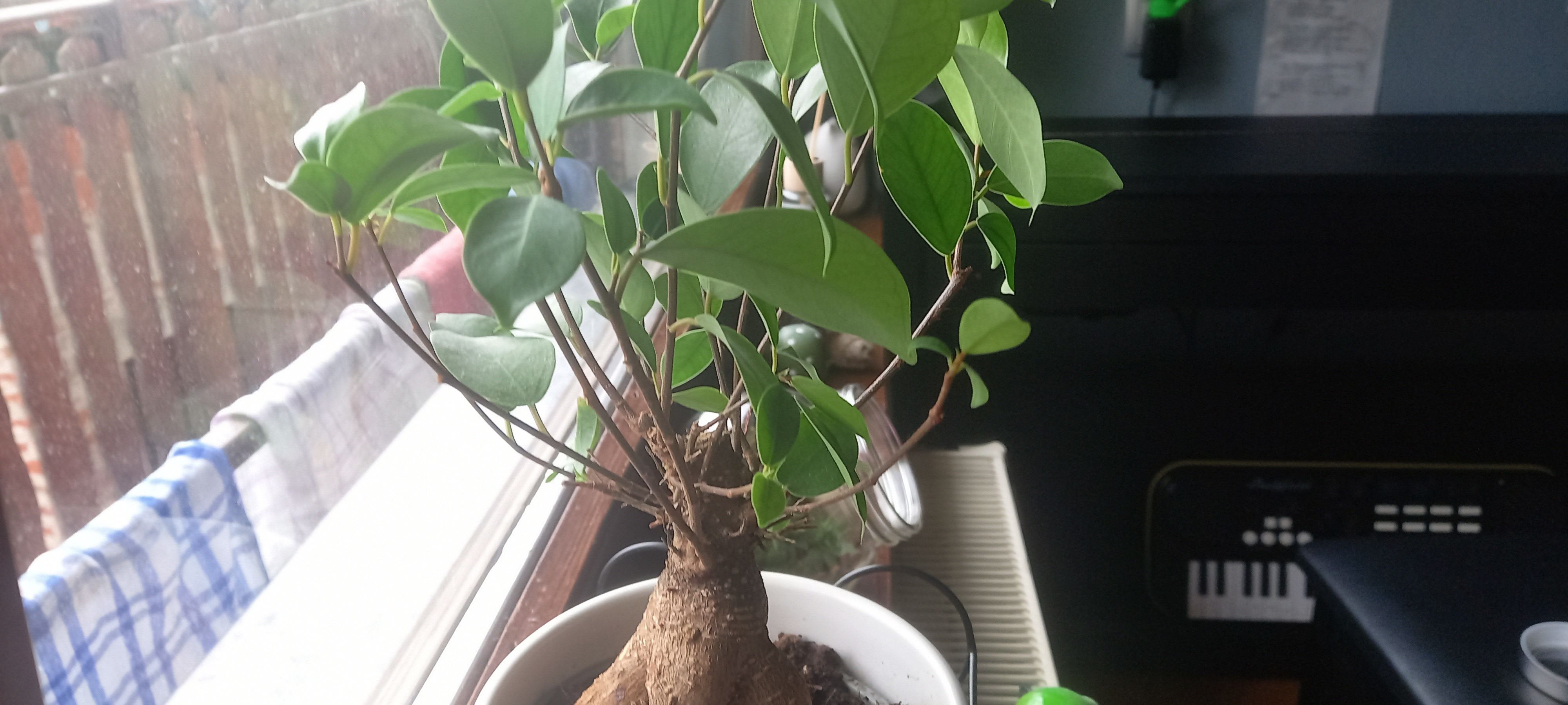 Ficus Ginseng How Much Water & Light Does it Need to Thrive?
