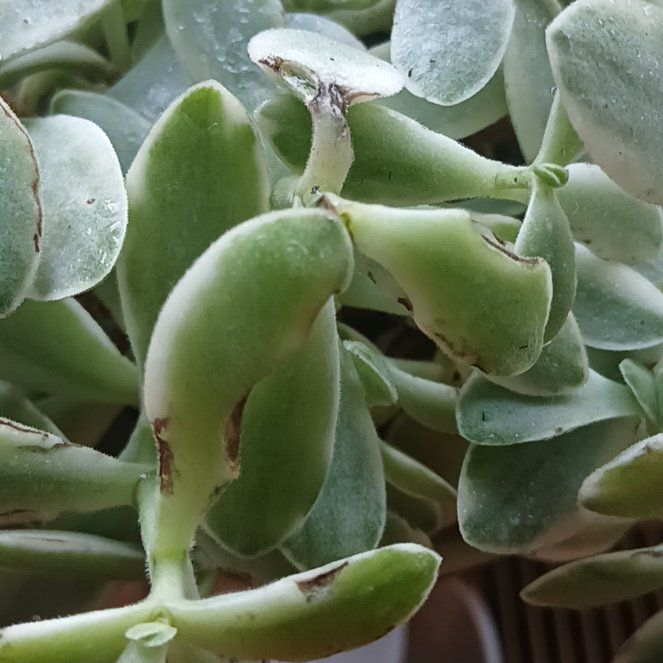 Photo of the plant species Pig's Ear by @SnailOnATrail named Gaga on Greg, the plant care app