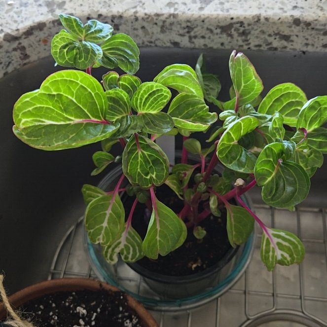 Photo of the plant species Chicken Gizzard by @AnewBrushcherry named Sahara on Greg, the plant care app