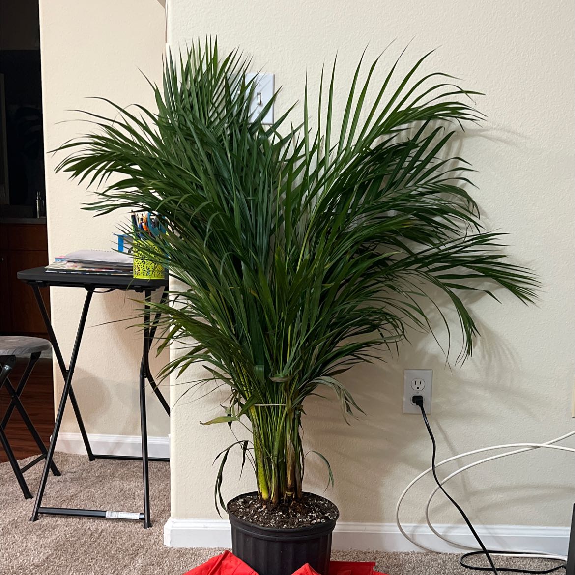 Healthy Kentia Palm plant with long arching green fronds, potted in black nursery pot, positioned in front of white wall.