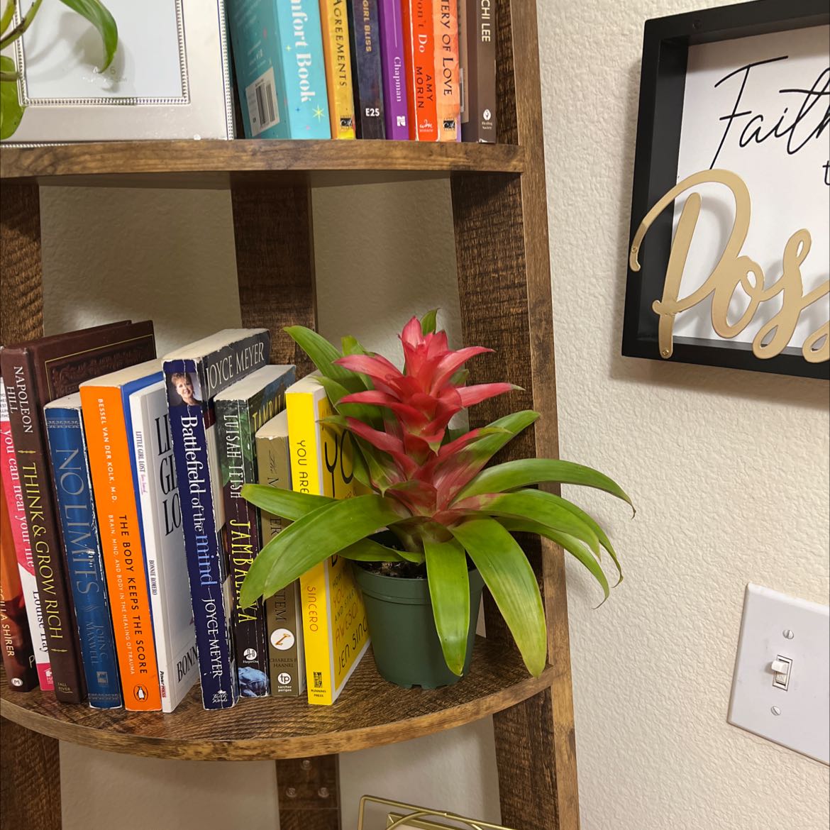 Healthy red-flowering bromeliad plant with long drooping leaves, on a shelf with books and a Faith Hope Love sign in the background.