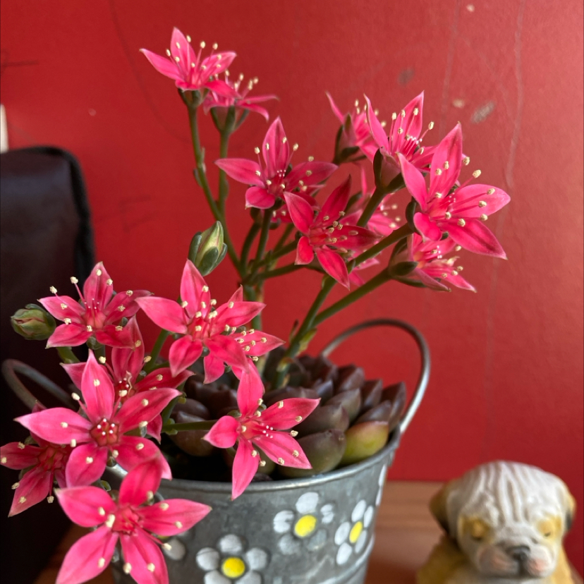 Photo of the plant species Graptopetalum bellum by @SublimeNoblefir named Greg on Greg, the plant care app