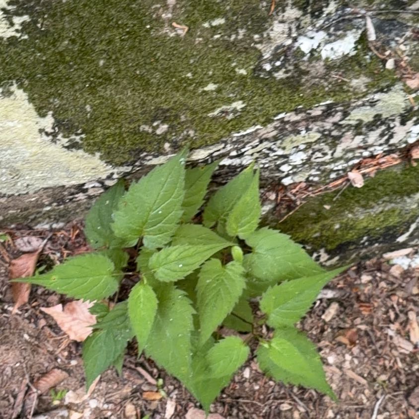 Photo of the plant species Richweed by @CozyMoonglow named Orlando Bloom on Greg, the plant care app