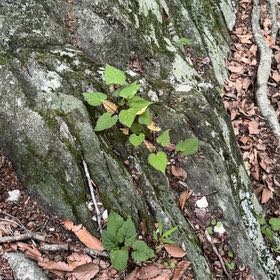 Photo of the plant species Poison Ivy by @CozyMoonglow named Naomi on Greg, the plant care app