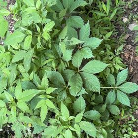 Photo of the plant species Virginia Creeper by @CozyMoonglow named Remington on Greg, the plant care app