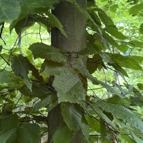 Photo of the plant species American Beech by @CozyMoonglow named Wall-E on Greg, the plant care app