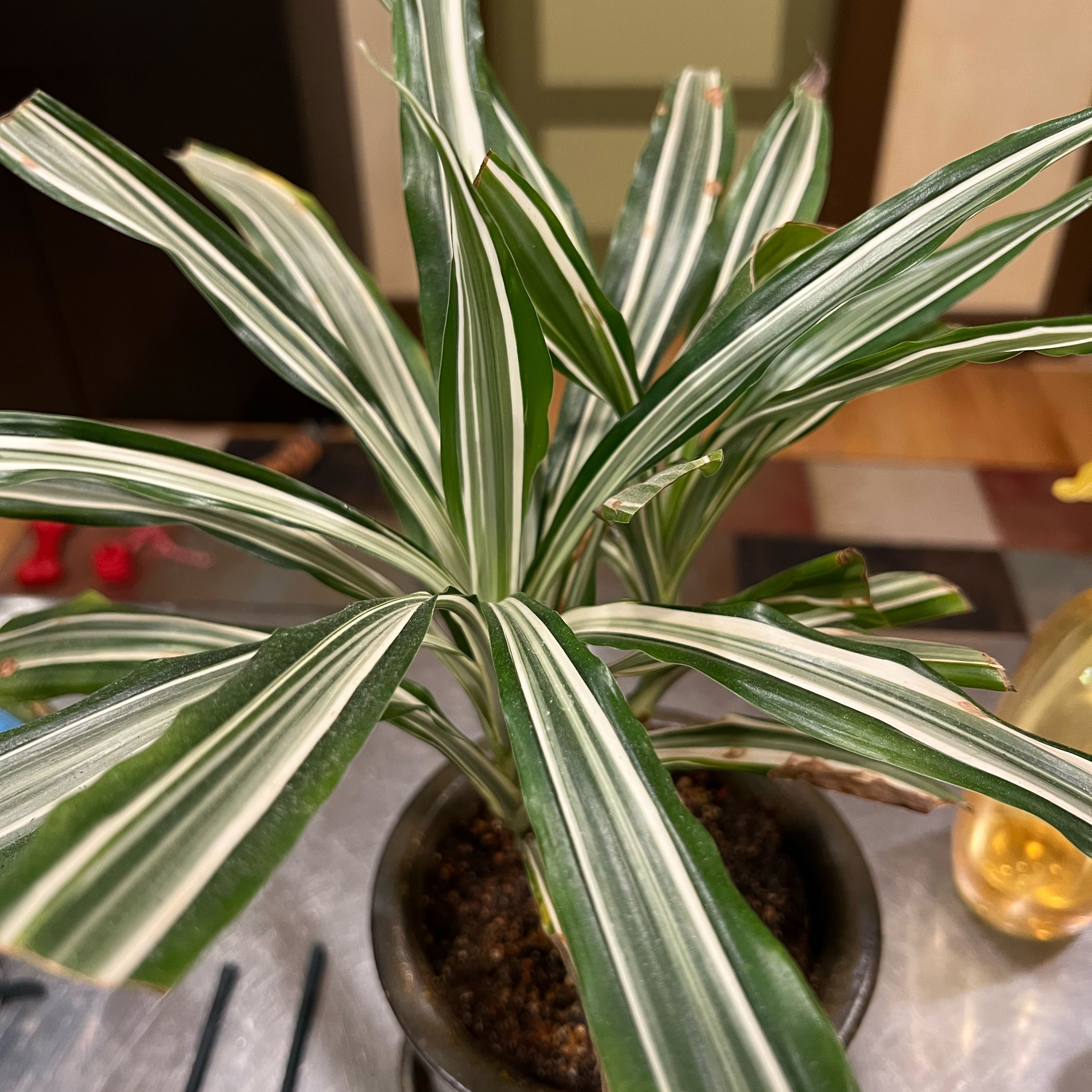 Photo of the plant species Draceana Bicolor by @AttentiveBanana named Harper on Greg, the plant care app
