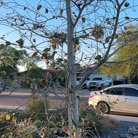Photo of the plant species Hong Kong Orchid Tree by @BossTexassotol named Kendall on Greg, the plant care app