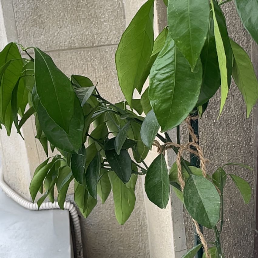 Photo of the plant species calamondin tree by @VipLeatherstem named Stella on Greg, the plant care app
