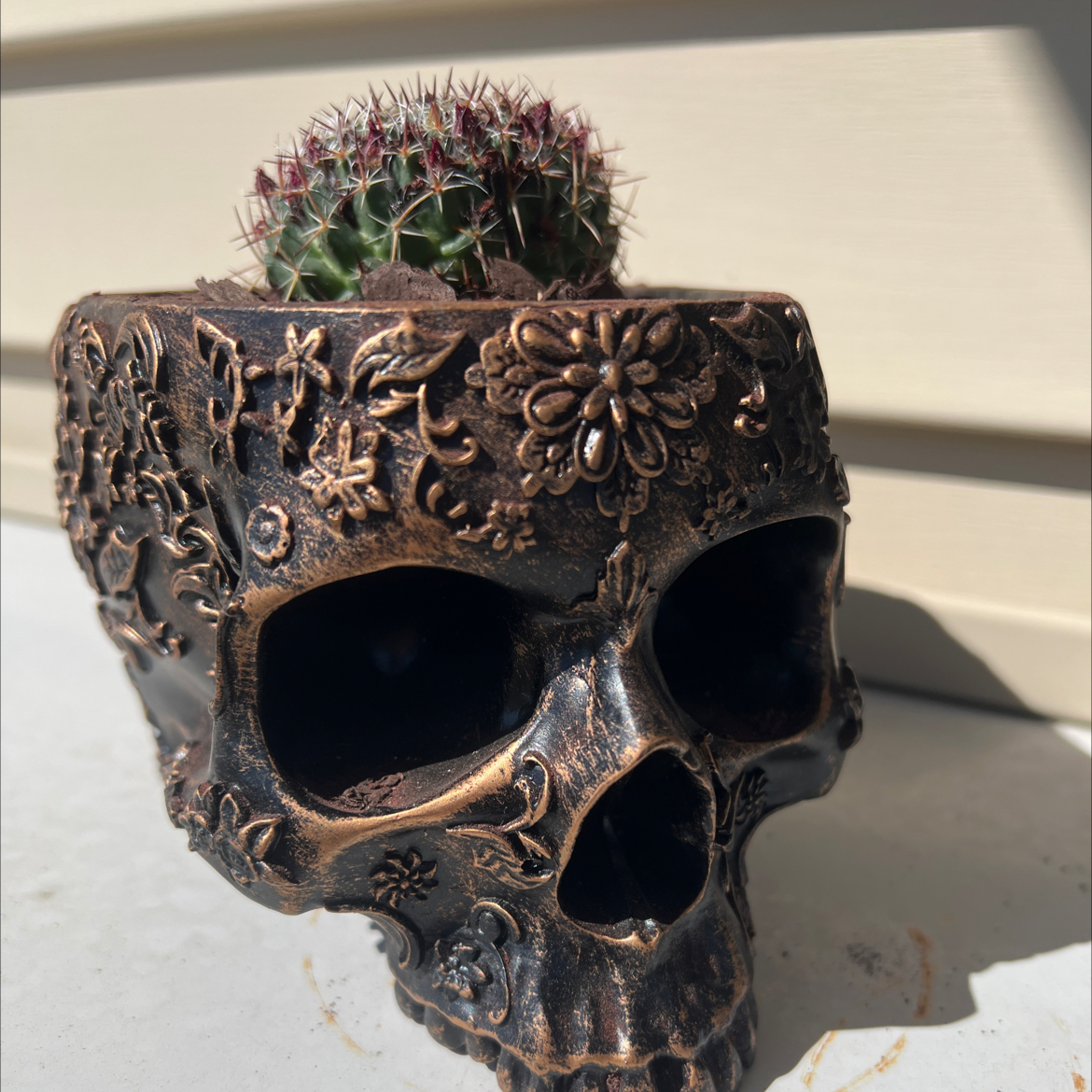 Photo of the plant species Mammillaria mystax by @Yoursotadaddy98 named Sigmund on Greg, the plant care app