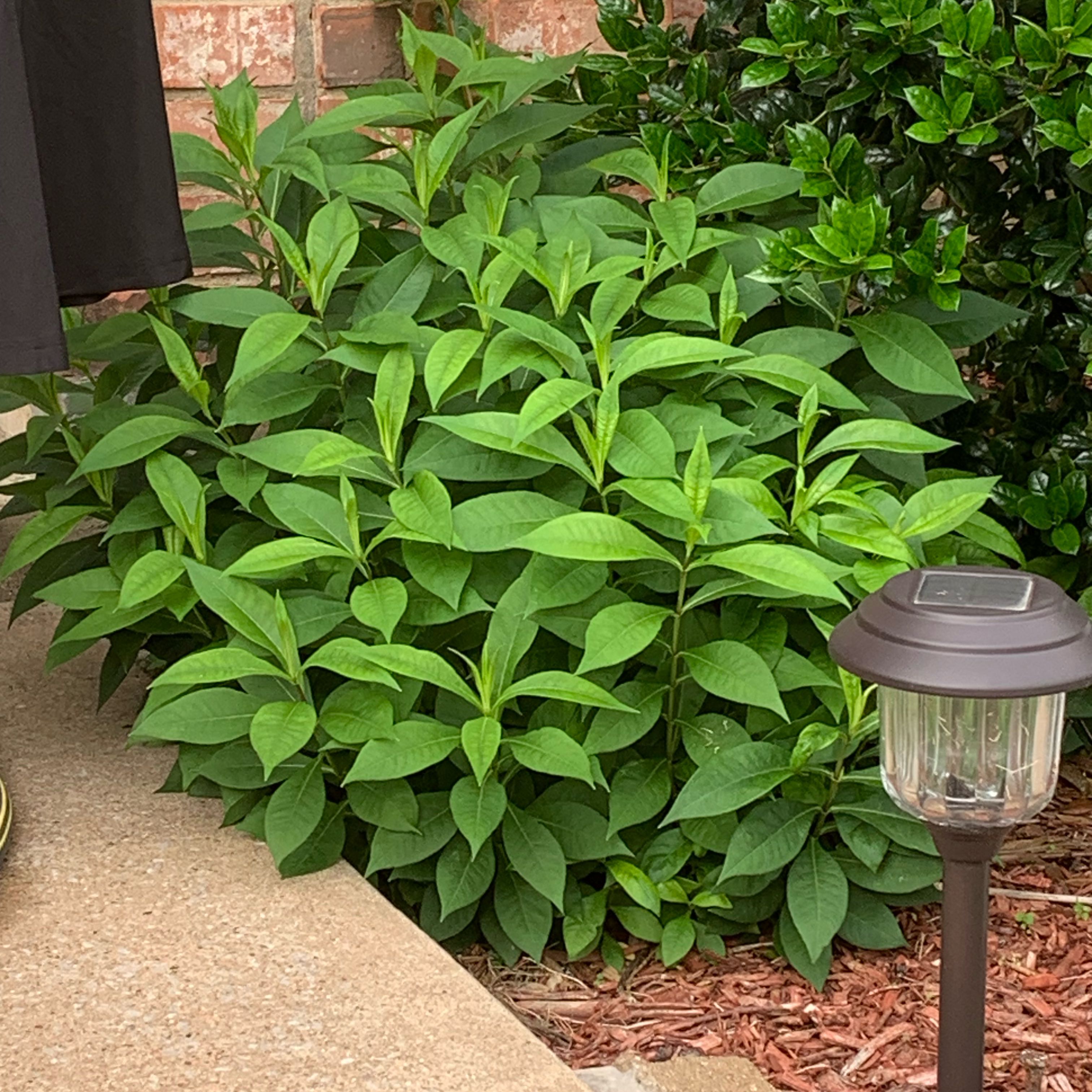 Photo of the plant species Gooseneck Loosestrife by @EnrichingPothos named Messi on Greg, the plant care app