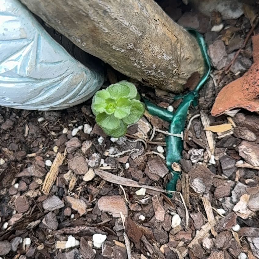 Photo of the plant species Woodland Stonecrop by @EnrichingPothos named Bieber on Greg, the plant care app