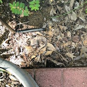 Photo of the plant species Graceful Sandmat by @EnrichingPothos named Robert Plant on Greg, the plant care app